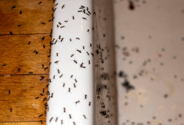 Best Pest Prevention Services  in East Dublin, GA