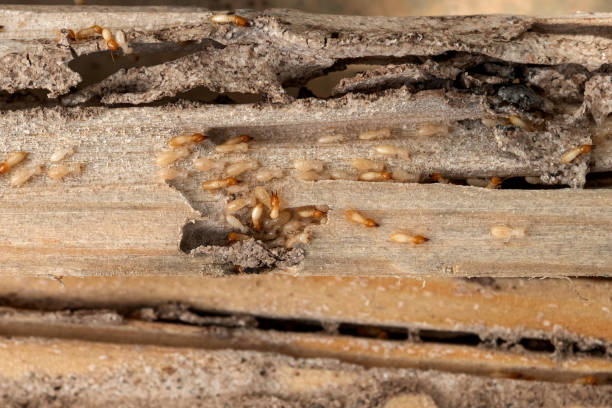 Best Affordable Pest Control Services  in East Dublin, GA