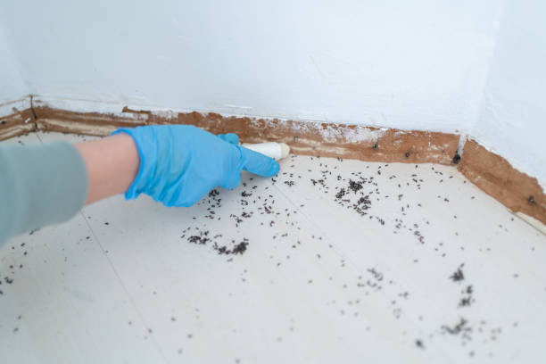 Best Local Pest Control Services  in East Dublin, GA
